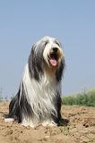 BEARDED COLLIE 196
